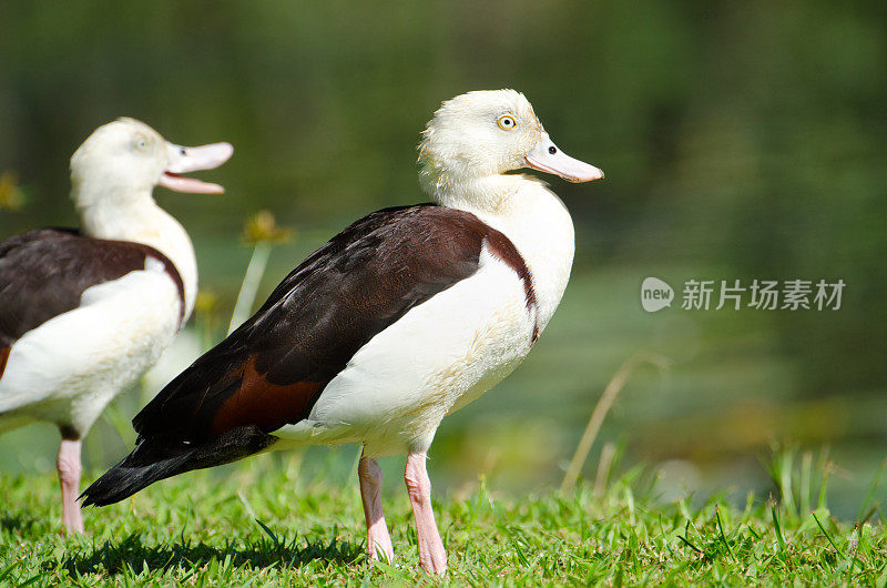 Radjah Shelduck -昆士兰，澳大利亚